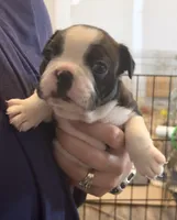 Misaki, a female Boston Terrier for sale in Stevensville, MT – 3 of 9