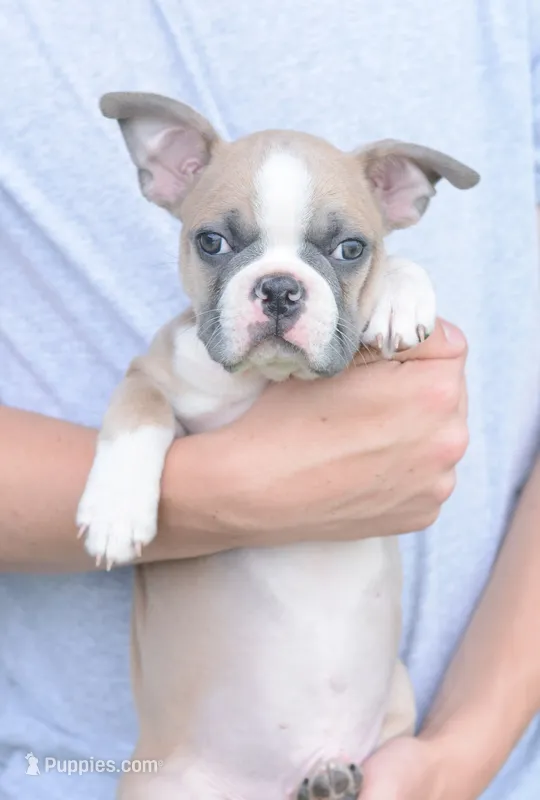 Boomi – Boston Terrier puppy for sale in Stevensville, MT