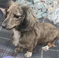 Alfie, a male Miniature Dachshund for sale in Hillsboro, OH – 10 of 10