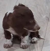 Slinky, a male Miniature Dachshund for sale in Hillsboro, OH – Photo 6 of 6