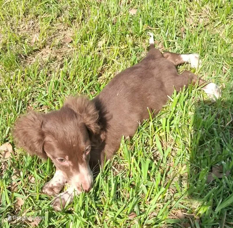 Slinky – Miniature Dachshund puppy for sale in Hillsboro, OH
