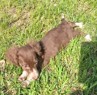 Slinky, a male Miniature Dachshund for sale in Hillsboro, OH – Photo 1 of 6