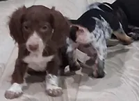 Slinky, a male Miniature Dachshund for sale in Hillsboro, OH – Photo 5 of 6