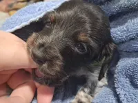 Alfie, a male Miniature Dachshund for sale in Hillsboro, OH – 4 of 10