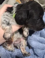 Alfie, a male Miniature Dachshund for sale in Hillsboro, OH – 2 of 10
