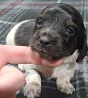 Alfie, a male Miniature Dachshund for sale in Hillsboro, OH – 6 of 10
