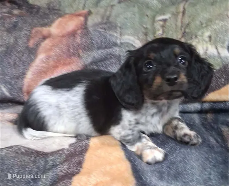 Alfie – Miniature Dachshund puppy for sale in Hillsboro, OH