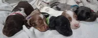 Alfie, a male Miniature Dachshund for sale in Hillsboro, OH – 5 of 10