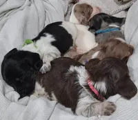 Alfie, a male Miniature Dachshund for sale in Hillsboro, OH – 7 of 10