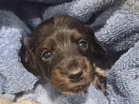 Alfie, a male Miniature Dachshund for sale in Hillsboro, OH – 3 of 10