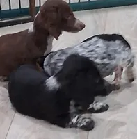 Buck, a male Miniature Dachshund for sale in Hillsboro, OH – Photo 4 of 6