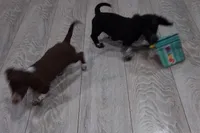 Buck, a male Miniature Dachshund for sale in Hillsboro, OH – Photo 6 of 6