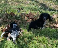 Buck, a male Miniature Dachshund for sale in Hillsboro, OH – Photo 2 of 6