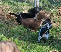Buck, a male Miniature Dachshund for sale in Hillsboro, OH – Photo 1 of 6