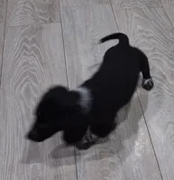 Buck, a male Miniature Dachshund for sale in Hillsboro, OH – Photo 5 of 6