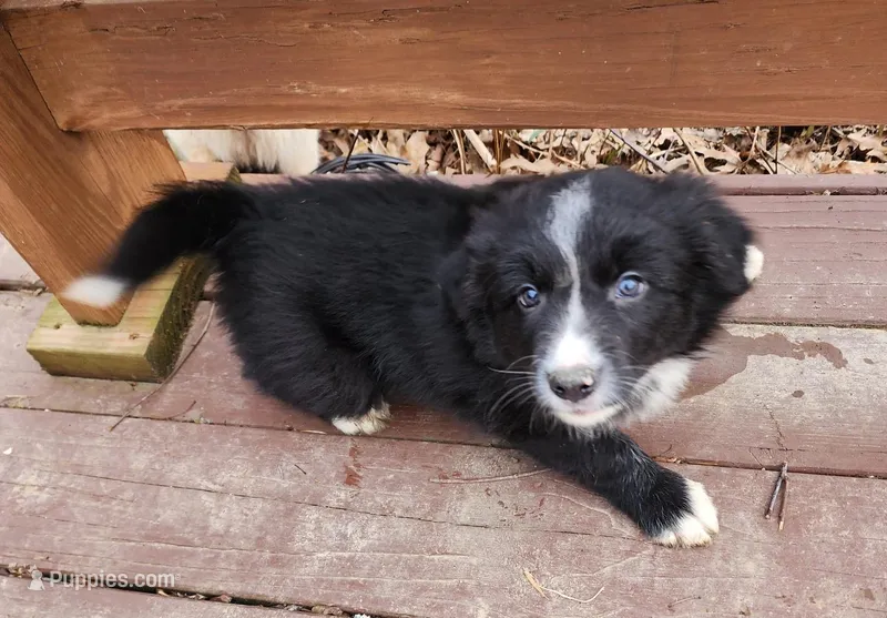 Bart – Border Collie puppy for sale in Elyria, OH