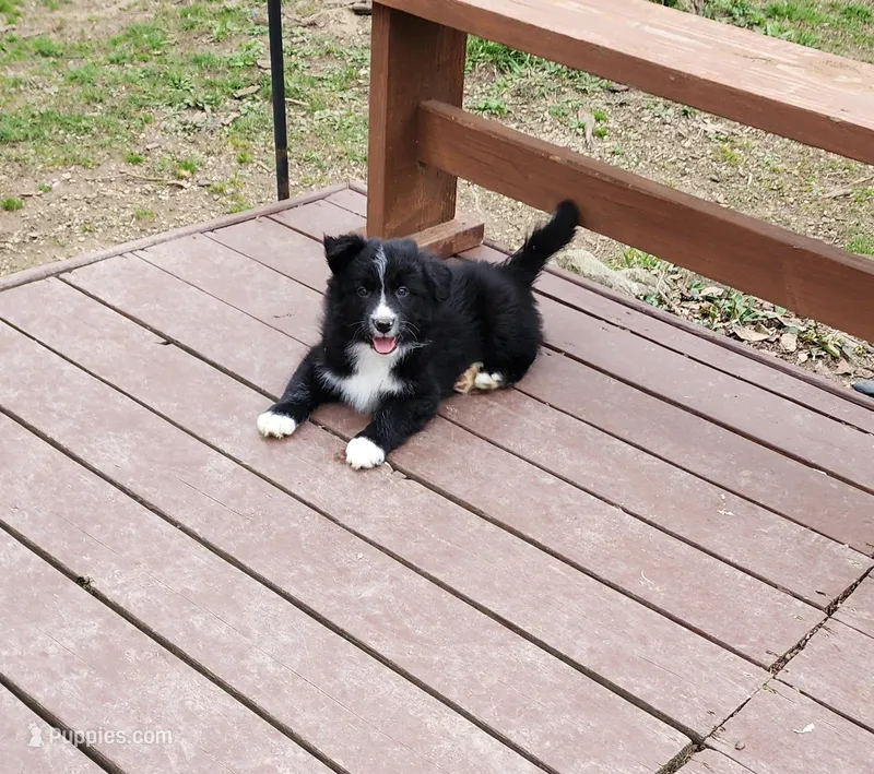 Bart – Border Collie puppy for sale in Elyria, OH
