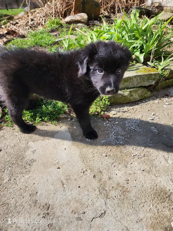 Bash – Border Collie puppy for sale in Elyria, OH