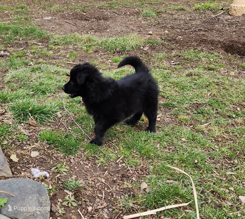 Bash – Border Collie puppy for sale in Elyria, OH