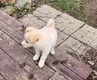 Wilber, a male Border Collie for sale in Elyria, OH – Photo 2 of 2