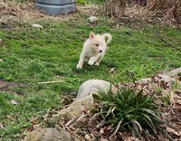 Wilber, a male Border Collie for sale in Elyria, OH – Photo 1 of 2