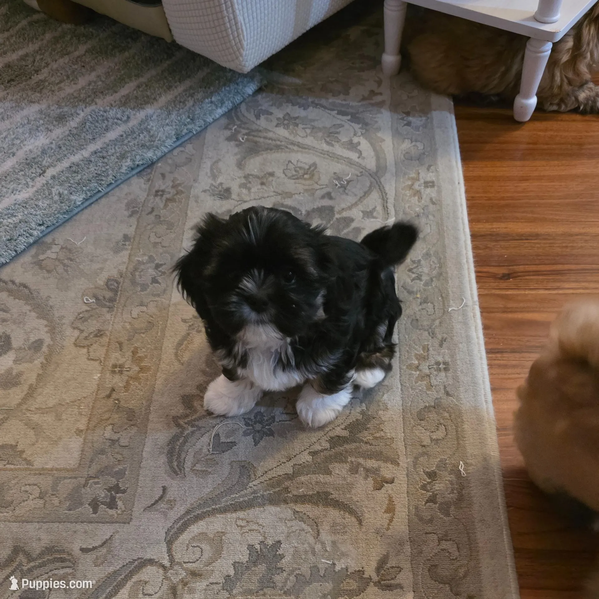 R 7 – Shih Tzu puppy for sale in Tacoma, WA