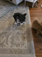 R 4, a male Shih Tzu for sale in Tacoma, WA – Photo 6 of 8