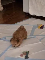 R 4, a male Shih Tzu for sale in Tacoma, WA – Photo 2 of 8