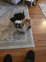 R 4, a male Shih Tzu for sale in Tacoma, WA – Photo 5 of 8