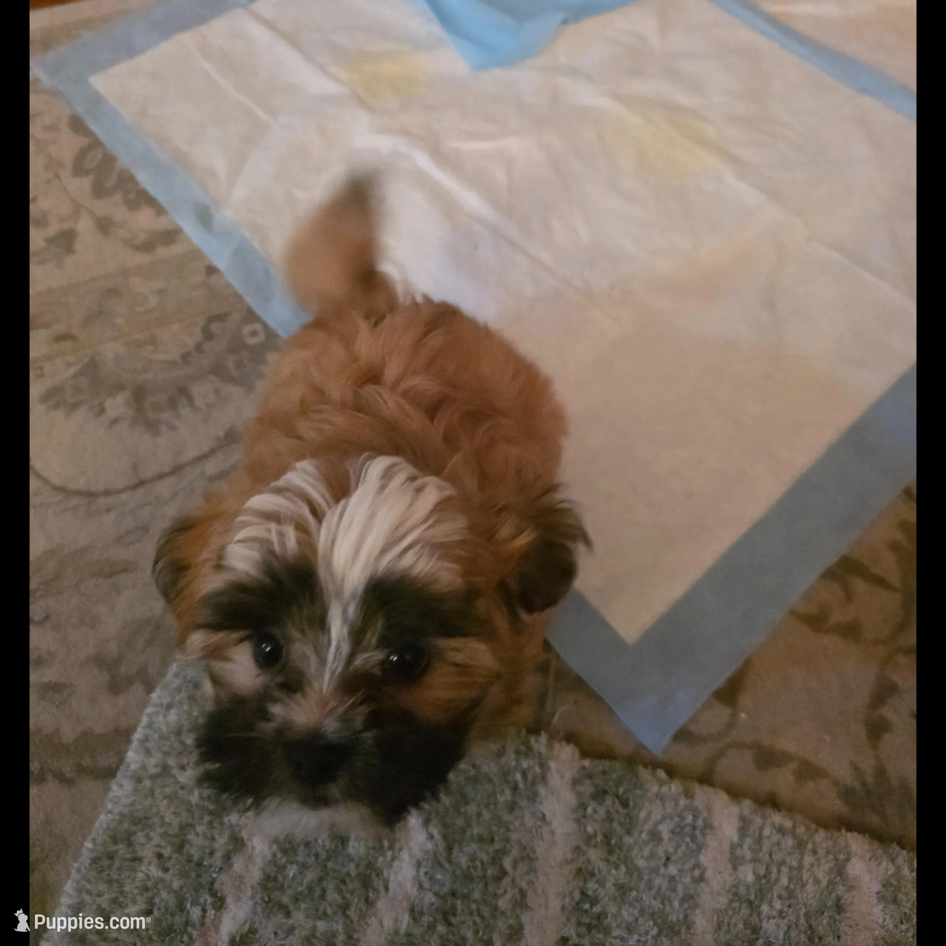 R 4, a male Shih Tzu for sale in Tacoma, WA – Photo 3 of 8