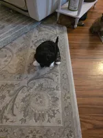 R 4, a male Shih Tzu for sale in Tacoma, WA – Photo 8 of 8