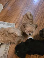 R 4, a male Shih Tzu for sale in Tacoma, WA – Photo 7 of 8