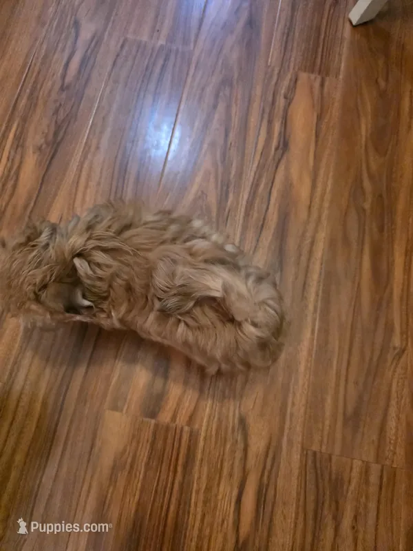 R 6 – Shih Tzu puppy for sale in Tacoma, WA