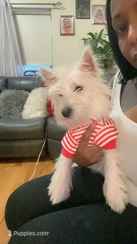 Bella Dior or Bella D  – West Highland White Terrier puppy for sale in Jersey City, NJ