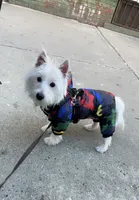Bella Dior or Bella D , a female West Highland White Terrier for sale in Jersey City, NJ – 5 of 8