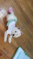 Bella Dior or Bella D , a female West Highland White Terrier for sale in Jersey City, NJ – 3 of 8