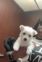 Bella Dior or Bella D , a female West Highland White Terrier for sale in Jersey City, NJ – 4 of 8