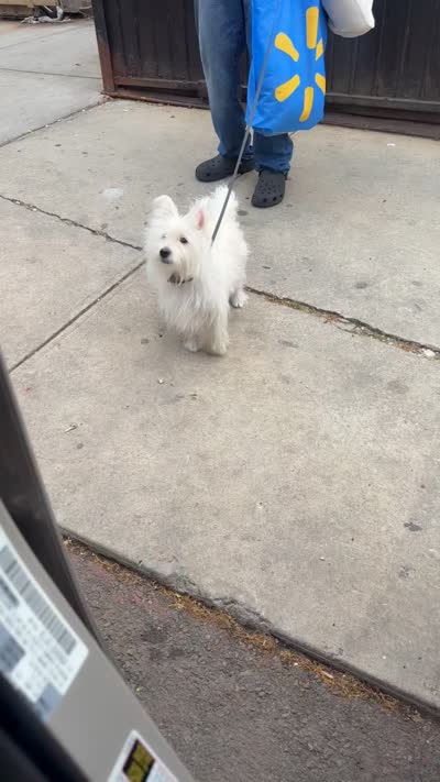 Bella Dior or Bella D , a female West Highland White Terrier for sale in Jersey City, NJ – 7 of 8