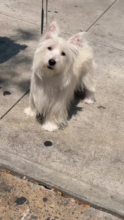 Bella Dior or Bella D , a female West Highland White Terrier for sale in Jersey City, NJ – 8 of 8