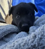 Black AKC Ms. Pink, a female German Shepherd Dog for sale in Lyndon, VT – 1 of 10