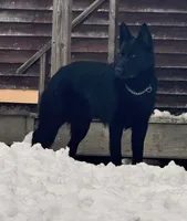 Black AKC Female , a female German Shepherd Dog for sale in Lyndon, VT – 2 of 9