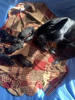 Black AKC Female , a female German Shepherd Dog for sale in Lyndon, VT – 4 of 9