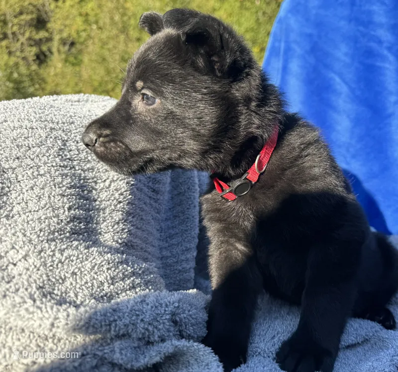 Black AKC Mr. Red – German Shepherd Dog puppy for sale in Lyndon, VT