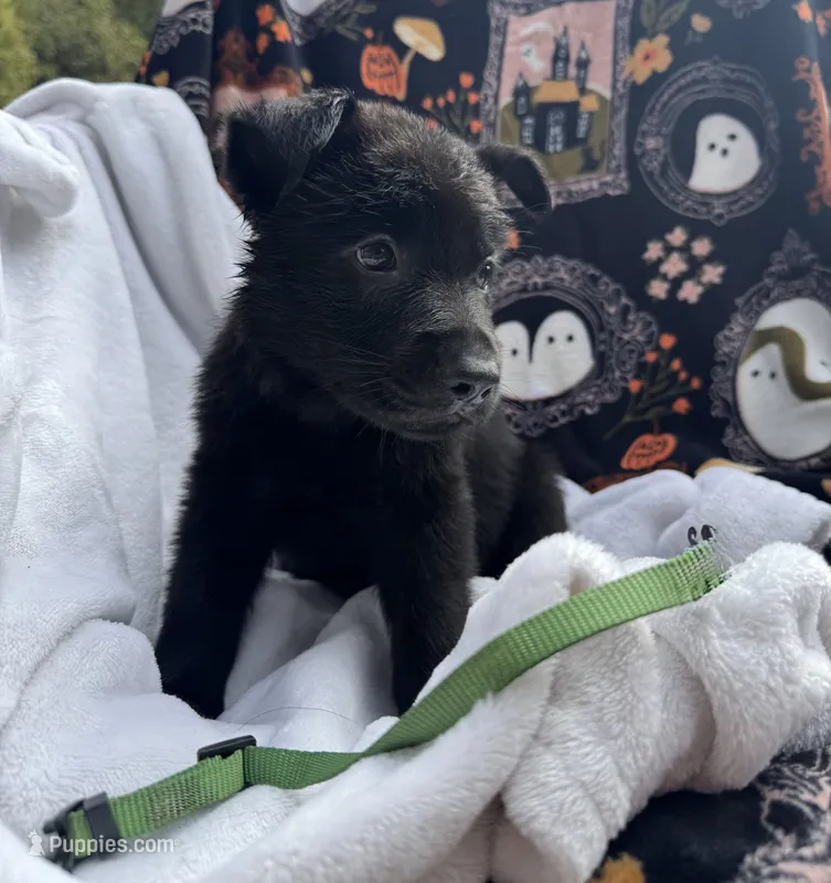 All Black AKC Female – German Shepherd Dog puppy for sale in Lyndon, VT