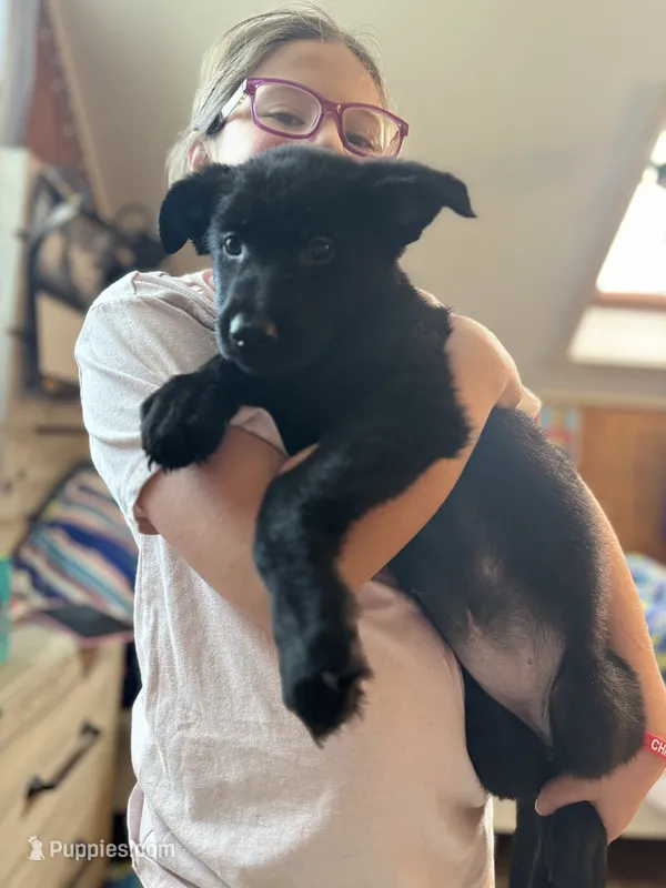 Black AKC Female  – German Shepherd Dog puppy for sale in Lyndon, VT