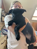 Black AKC Female , a female German Shepherd Dog for sale in Lyndon, VT – 1 of 9