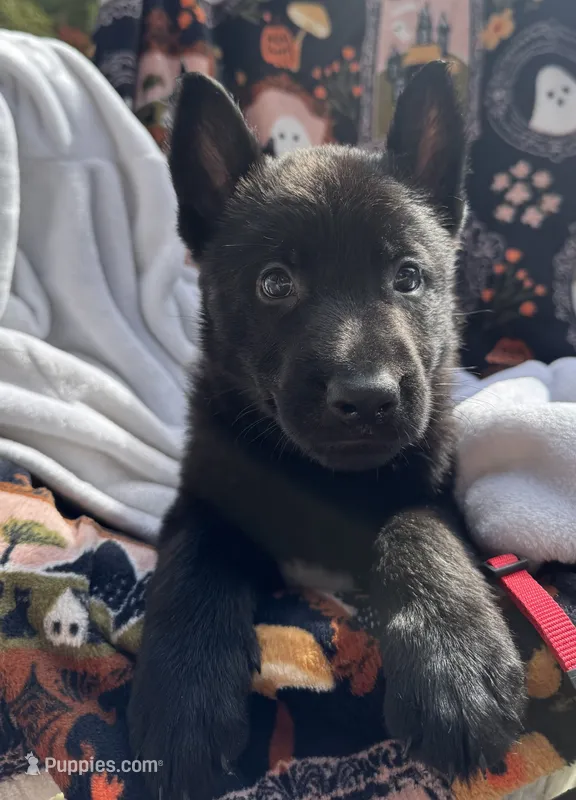 All Black AKC Male  – German Shepherd Dog puppy for sale in Lyndon, VT