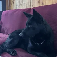 Black AKC Female , a female German Shepherd Dog for sale in Lyndon, VT – 5 of 9