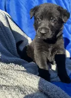 All Black AKC Female, a female German Shepherd Dog for sale in Lyndon, VT – 5 of 10