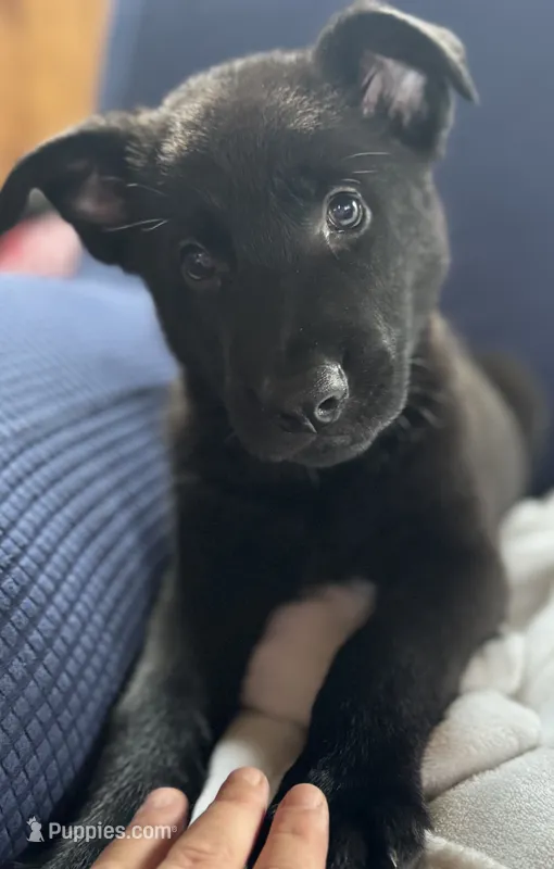 All Black AKC Male  – German Shepherd Dog puppy for sale in Lyndon, VT